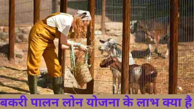 Bakri Palan Loan Yojana