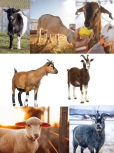 Goat Farming