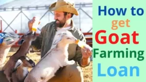 How to get Goat Farming Loan