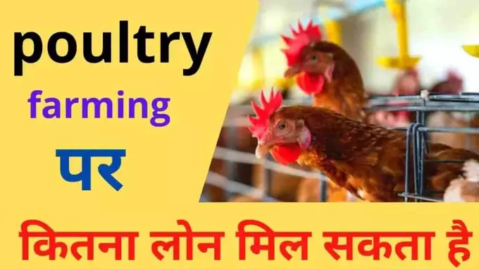 Poultry Farm Ke Liye Loan Kaise Le